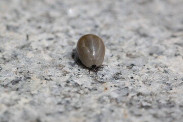 close up of tick full of blood