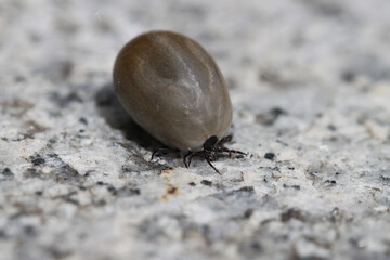 close up of tick full of blood