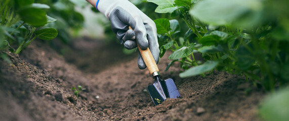 Gardeners hands planting and picking vegetable and potato from backyard garden. Gardener in gloves prepares the soil for seedling. - obrazy, fototapety, plakaty