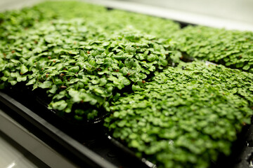 several containers of microgreens of arugula, radish on wooden natural dark background. Sprouting Microgreens. Seed Germination at home, cityferm. Vegan and healthy eating concept. Selective focus.