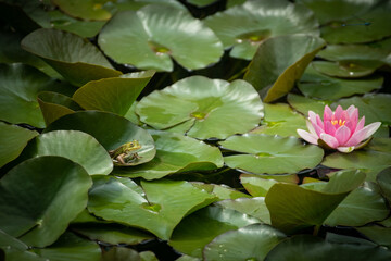 Froschteich © Sandra Geiger