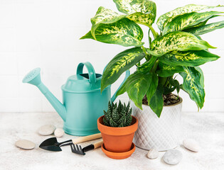 A house plants in flowerpots and green watering can