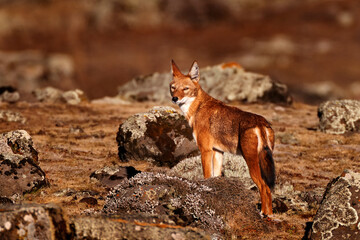 Ethiopian wolf, Canis simensis, in the nature. Bale Mountains NP, in Ethiopia. Rare endemic animal...