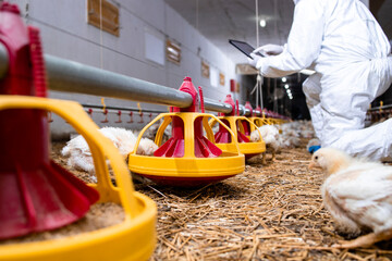 Farmer in sterile clothing controlling chicken feeding system at modern poultry farm. © littlewolf1989