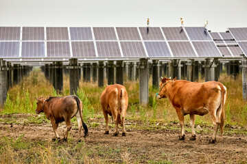 Cattle grazing in the solar photovoltaic area