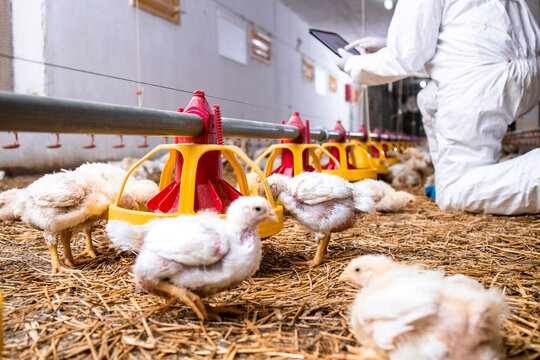 Modern chicken farm and farmer checking production and automated feeding system.