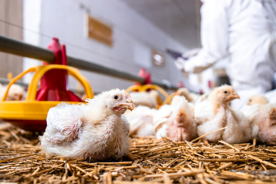 Chicken at poultry farm and farmer in sterile clothing checking protein food in background.