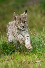 Foto op Canvas Lynx in green forest with tree trunk. Wildlife scene from nature. Playing Eurasian lynx, animal behaviour in habitat. Wild cat from Germany. Wild Bobcat between the trees © vaclav