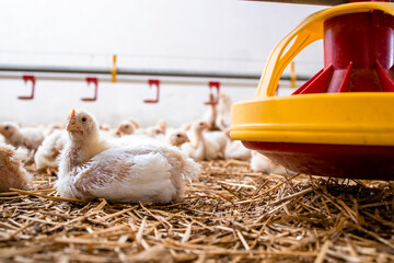 Fast growing chicken lying by the feeder at poultry farm for industrial meat production.