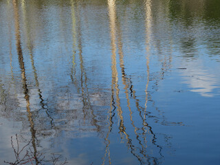 Obraz na płótnie Canvas Tree trunks and branches reflected in water ripples on a blue sky day with white clouds