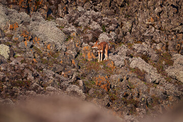 Ethiopian wolf, Canis simensis, in the nature. Bale Mountains NP, in Ethiopia. Rare endemic animal...