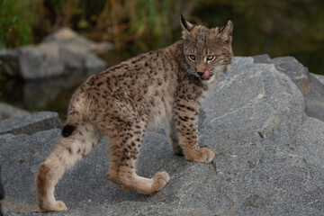 Lynx in green forest with tree trunk. Wildlife scene from nature. Playing Eurasian lynx, animal behaviour in habitat. Wild cat from Germany. Wild Bobcat between the trees