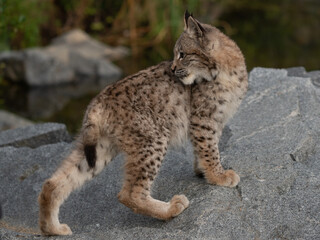 Lynx in green forest with tree trunk. Wildlife scene from nature. Playing Eurasian lynx, animal behaviour in habitat. Wild cat from Germany. Wild Bobcat between the trees