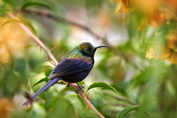 Fototapeta premium Tacazze Sunbird, Nectarinia tacazze, bird in the green vegetation, Gondar, Ethiopia. Africa sunbird sitting on the branch. Green, yellow, red bird in the nature habitat. Rare black sunbird in flower.