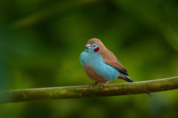 Red-cheeked Cordon-blue, Uraeginthus bengalus, red face blue brown bird in sitting on the baranch in green forest vegetation, Lake Awassa in Ethiopia. Wildlife Africa. Cordon-blue in nature habitat.