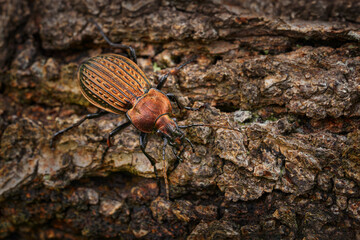 Carabus ullrichi, Ground carabid beetle, brown copper shiny glossy bright insect in the nature habitat, Bile Kapraty in Czech Republic, Europe. Wildlife nature, Carabus ullrichi on the tree trunk.