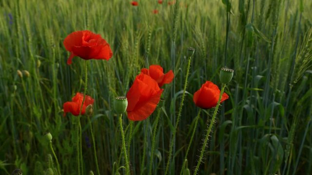 Slow motion 4k stock video footage of amazing elegant red poppies flowers blooming on countryside rural field in sunset light. Scenic landscape and flora of Ukraine