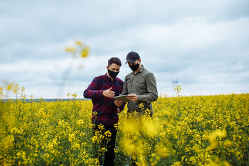 Agronomists in masks are checking the rapeseed field. Ripe harvest. Two young farmers in the middle of a rasping field. Two men with a tablet in their hands. - obrazy, fototapety, plakaty
