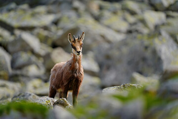 Chamois, Rupicapra rupicapra tatranica, on the rocky hill, stone in background, Vysoke Tatry NP, Slovakia. Wildlife scene with horn animal, endemic rare Chamois. Forest landscape with animal.