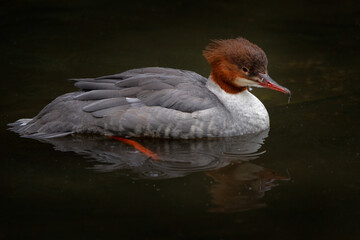 Common Merganser, Mergus merganser, water bird. Merganser, lake surface, green water. Sea bird from Finland. Wildlife scene from nature.