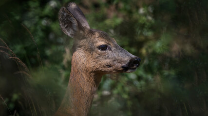 deer, tier, wild lebende tiere, säugetier, natur, wild, kitz,