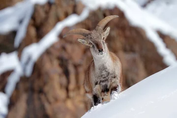 Photo sur Plexiglas Kangchenjunga Mouton bleu de Bharal, Pseudois nayaur, dans la roche avec de la neige, Hemis NP, Ladakh, Inde en Asie. Bharal dans l& 39 habitat enneigé de la nature. Portrait de visage avec des cornes de mouton sauvage. Scène de la faune de l& 39 Himalaya.