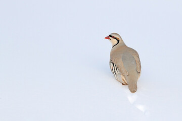 Rock partridge, Alectoris graeca,  gamebird in the pheasant family, in the snow during winter. Bird in the white habitat, Hemis NP, Ladakh, India. Partridge from Asia mountain. Detail portrait of bird