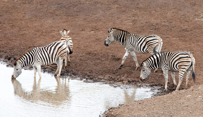 Fototapeta na wymiar Zebra herd [equus quagga] of four drinking at the waterhole in Africa