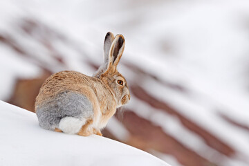 Woolly hare, Lepus oiostolus, in the nature habitat, winter condition with snow. Woolly hare from Hemis NP, Ladakh, India. Animal in the Himalayas mountain, siting on the stone rock. - obrazy, fototapety, plakaty