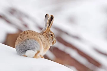 Foto op Aluminium Woolly hare, Lepus oiostolus, in the nature habitat, winter condition with snow. Woolly hare from Hemis NP, Ladakh, India. Animal in the Himalayas mountain, siting on the stone rock. © ondrejprosicky