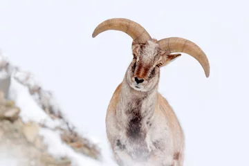 Wall murals Kangchenjunga Bharal blue Sheep, Pseudois nayaur, in the rock with snow, Hemis NP, Ladakh, India in Asia. Bharal in nature snowy habitat. Face portrait with horns of wild sheep. Wildlife scene from Himalayas.