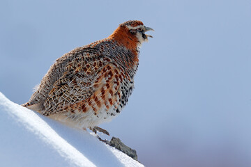 Tibetan Partridge, Perdix hodgsoniae, bird sitting in the snow and rock in the winter mountain....