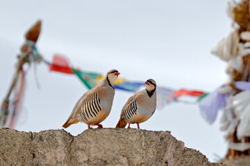 Rock partridge, Alectoris graeca,  gamebird in the pheasant family, in the snow during winter. Bird...
