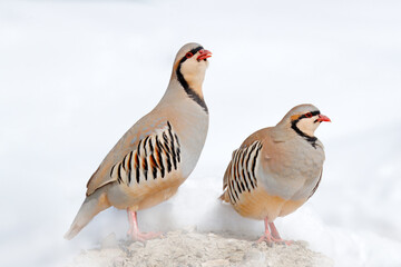 Rock partridge, Alectoris graeca,  gamebird in the pheasant family, in the snow during winter. Bird in the white habitat, Hemis NP, Ladakh, India. Partridge from Asia mountain. Detail portrait of bird