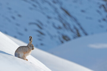 Woolly hare, Lepus oiostolus, in the nature habitat, winter condition with snow. Woolly hare from Hemis NP, Ladakh, India. Animal in the Himalayas mountain, siting on the stone rock. © ondrejprosicky