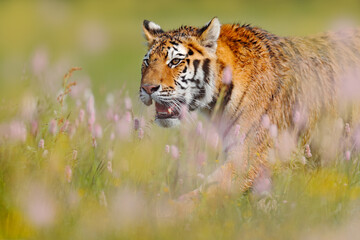 Summer tiger wildlife. Cat with pink and yellow flowers. Close-up portrait of Amur tiger running in the grass. Flowered meadow with dangerous animal. Wildlife from spring, Siberia, Russia. © ondrejprosicky