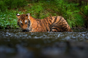 Fototapeta na wymiar Amur tiger running in the water, Siberia. Dangerous animal, tajga, Russia. Animal in green forest stream. Siberian tiger splashing water.