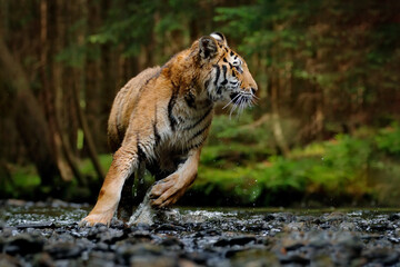 Naklejka na ściany i meble Amur tiger running in the water, Siberia. Dangerous animal, tajga, Russia. Animal in green forest stream. Siberian tiger splashing water.