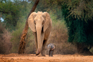 Young pup Elephant at Mana Pools NP, Zimbabwe in Africa. Big animal in the old forest, evening...