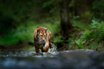 Amur tiger running in the water, Siberia. Dangerous animal, tajga, Russia. Animal in green forest stream. Siberian tiger splashing water.