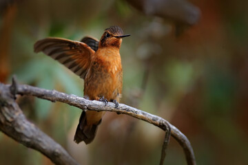 Shining sunbeam, Aglaeactis cupripennis, hummingbird family Trochilidae, Bird from Colombia, Ecuador, and Peru. Open wings with yellow pollen in the feather. Bird from wild nature.