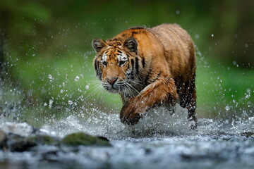Wildlife in the forest, tiger river water walk.  Amur tiger, angerous animal in taiga, Russia....