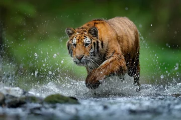 Rolgordijnen Wildlife in the forest, tiger river water walk.  Amur tiger, angerous animal in taiga, Russia. Animal in green forest stream. Grey stone, river droplet. Panthera tigris altaica in nature habitat. © ondrejprosicky