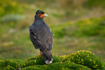 Fototapeta premium Antisana bird of prey on the green vegetation. Carunculated caracara, Phalcoboenus carunculatus, beautiful bird of prey from Antisana in Ecuador.