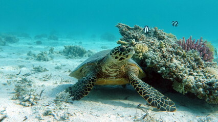 Sea turtles . Great Reef Turtle .Bissa.