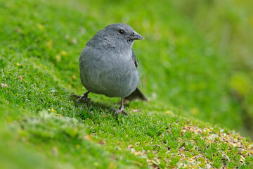 Plumbeous Sierra Finch, Geospizopsis unicolor, grey blue bird in the green mountain meadow. Finch bird in the nature habitat, Antisana NP in Ecuador. Birdwatching in South America.
