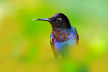 Velvet-purple Coronet, Boissonneaua jardini, dark blue and black hummingbird sitting on green lichen branch in the tropical forest. Beautiful glossy and glittering bird in the nature habitat, Ecuador.
