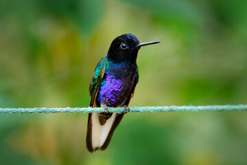 Clothesline with dark shiny bird. Washing line with hummingbird. Velvet-purple Coronet,...