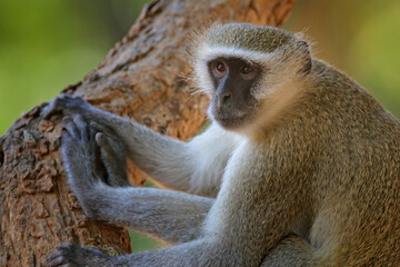 Vervet monkey, Chlorocebus pygerythrus, portrait of grey and black face animal in the nature habitat, Balule near the Mana Pools NP, Zimbabwe. Wildlife scene from nature. Monkey in green.