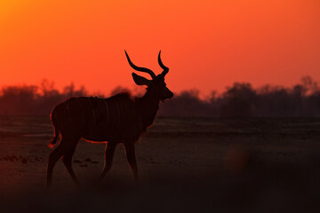 Kudu sunset. Greater kudu, Tragelaphus strepsiceros,  handsome antelope with spiral horns, sunset light. Animal on hill, Mana Pools, Zimbabwe. Kudu in Africa. Wildlife scene from African nature.